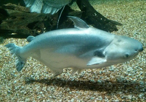 Pangasius_larnaudii.jpg